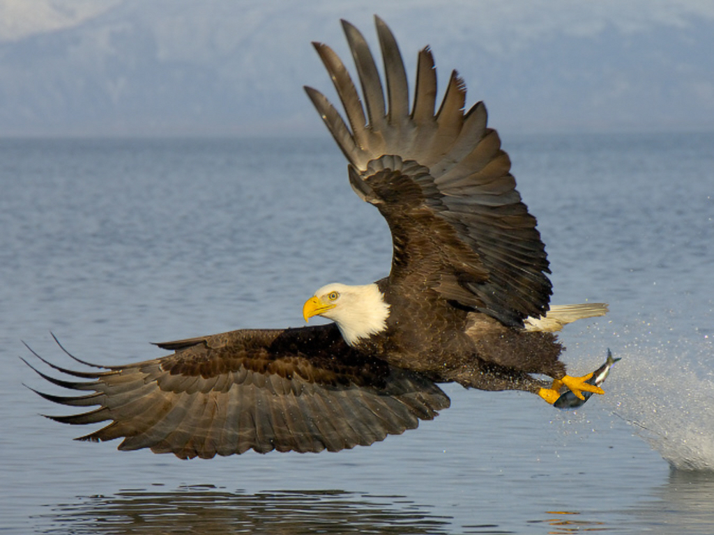 Bald Eagle HD Wallpaper All About Real