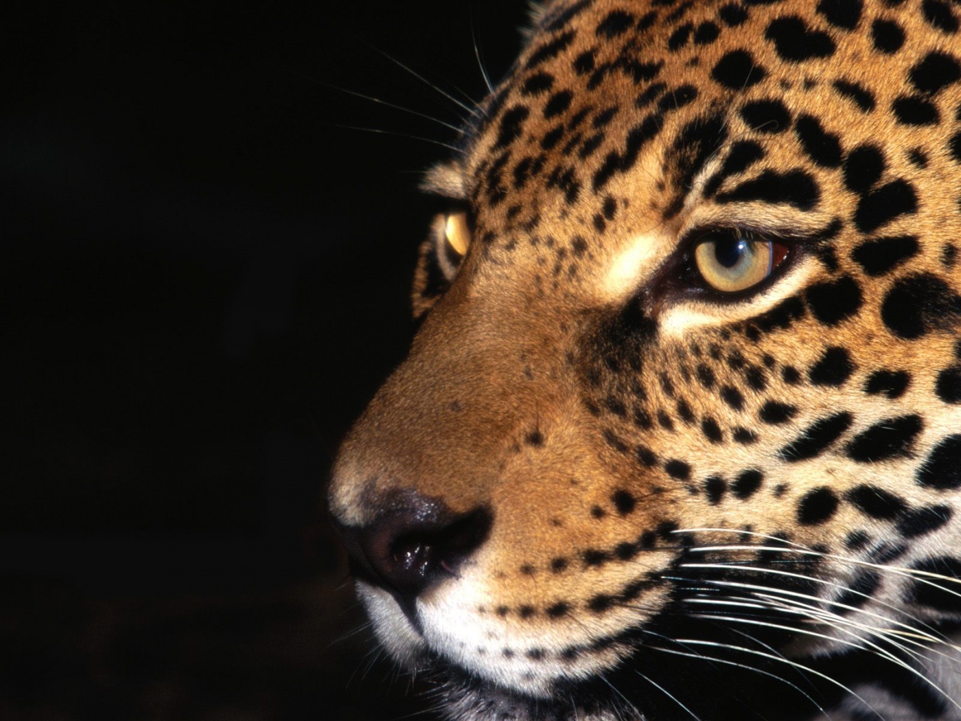 Jaguar Animal X Close