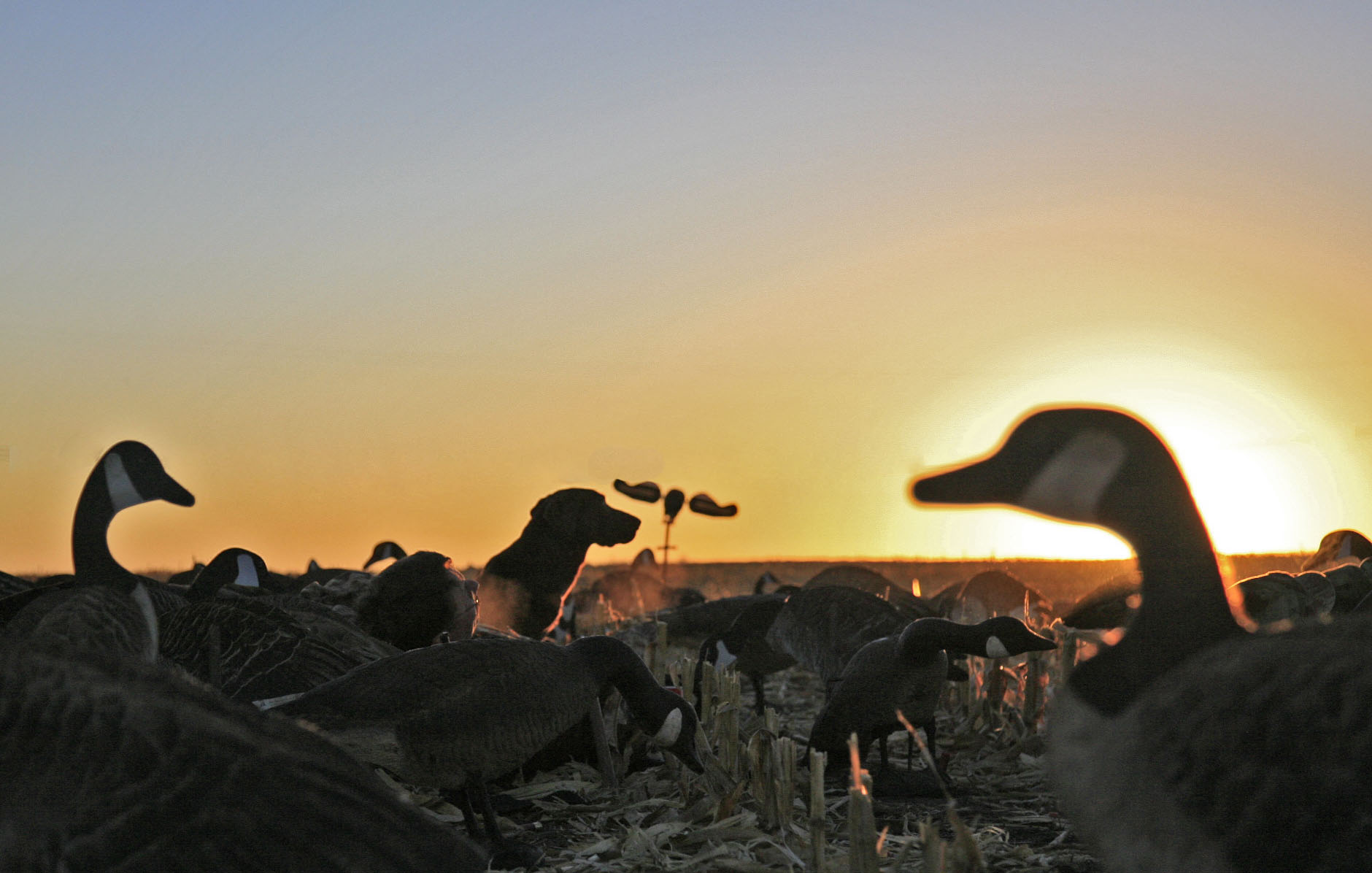 Duck Hunting Goose North Dakota And