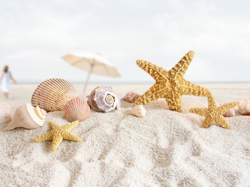 Summer Sea Shells