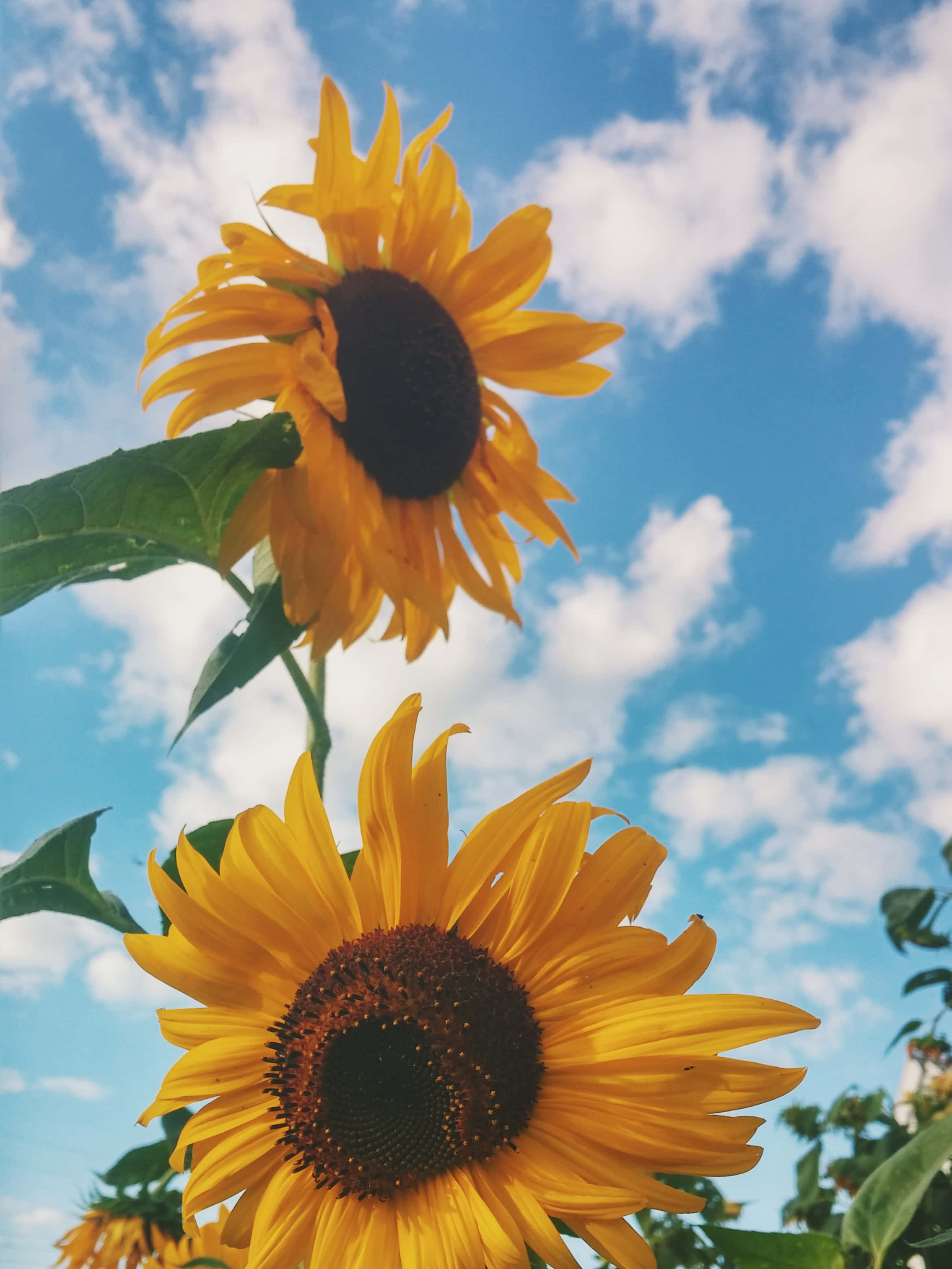 Sunflower Yellow Aesthetic Wallpaper