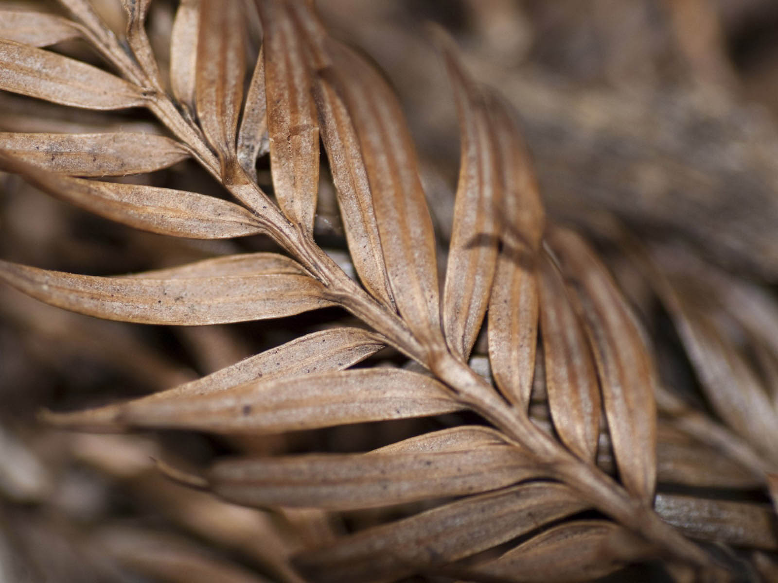 Close-up of a dried brown leaf, showcasing its intricate textures and delicate structure against a blurred background of similar leaves