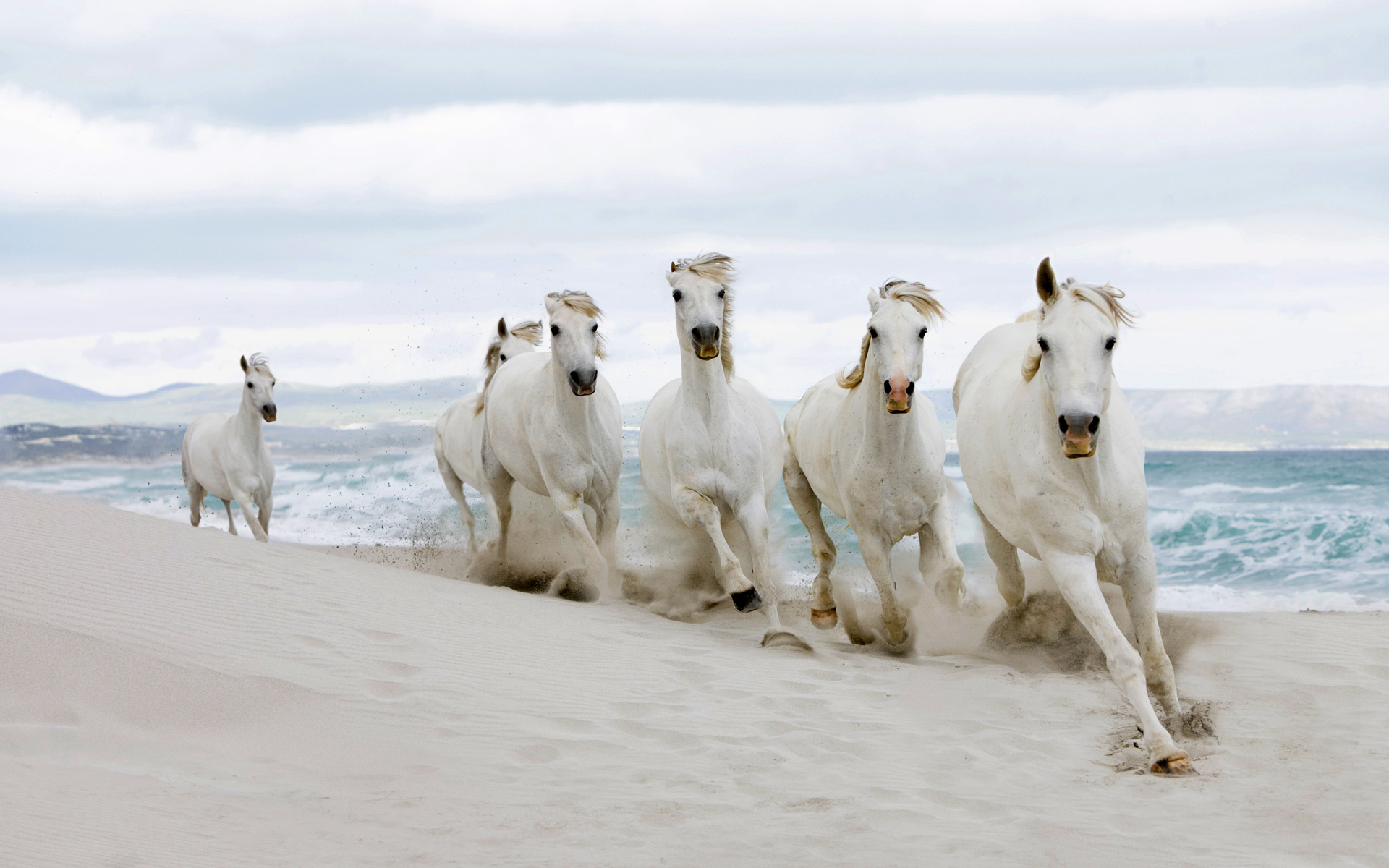 The Saddle Club Image Horses On Beach Wallpaper Photos