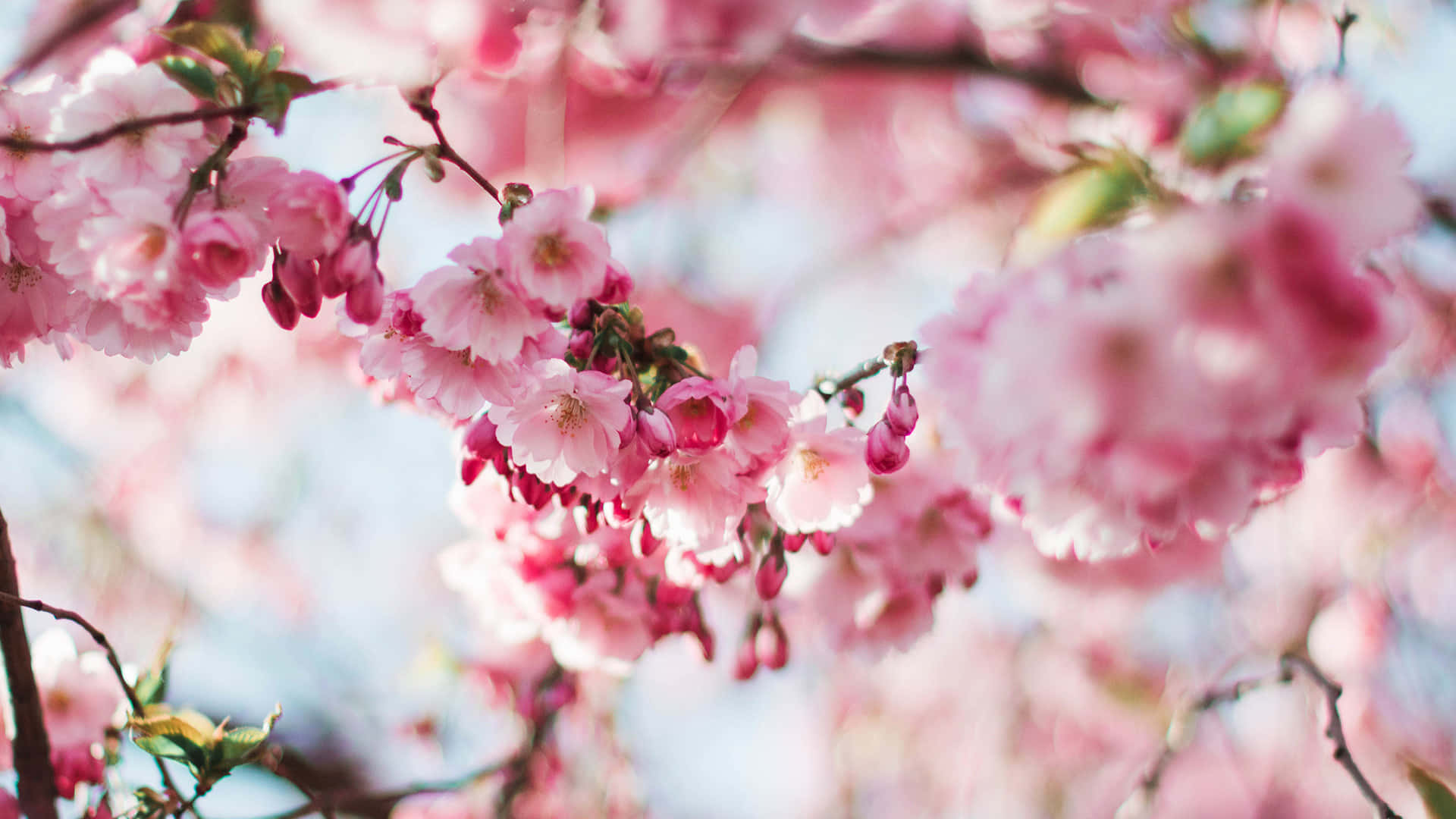 Pink Cherry Blossom Wallpaper
