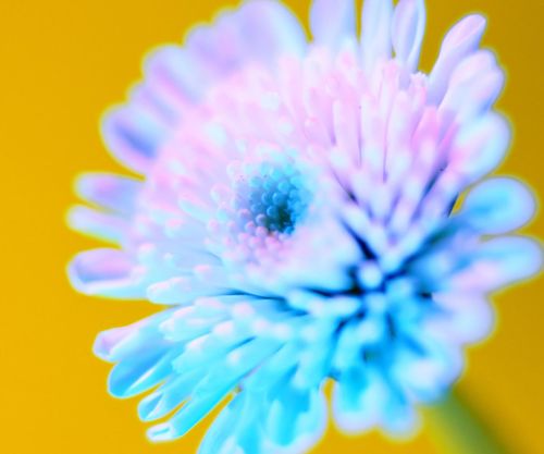 Bright Blue Flower Wallpaper For Google Nexus S