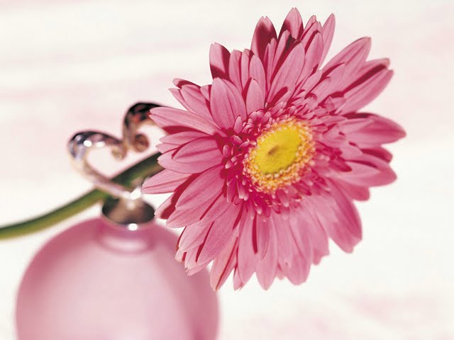 Wallpaper Pink Chrysanthemum And Perfume Bottle