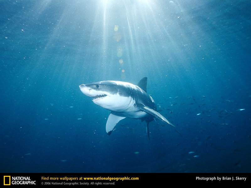 Great White Shark Picture Desktop Wallpaper