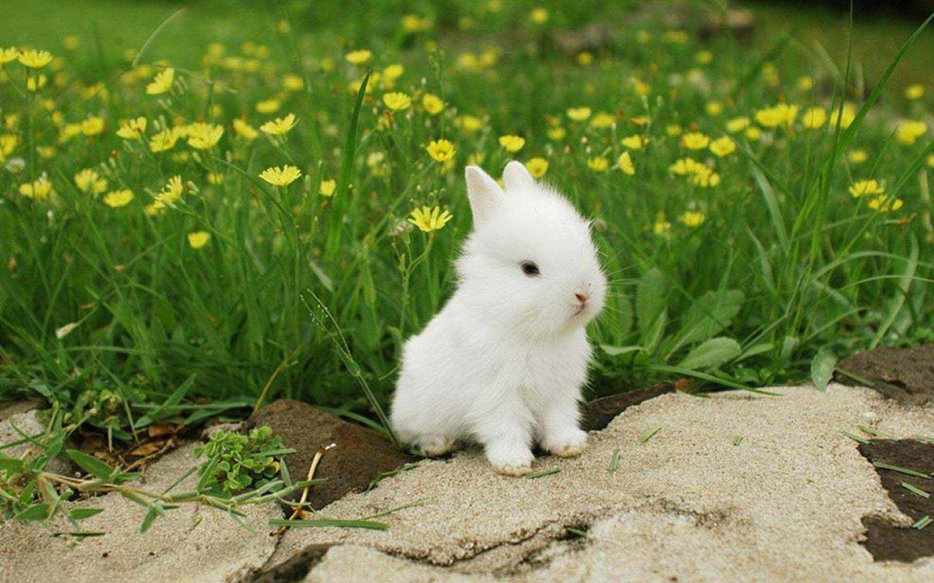 White Rabbit Wallpaper