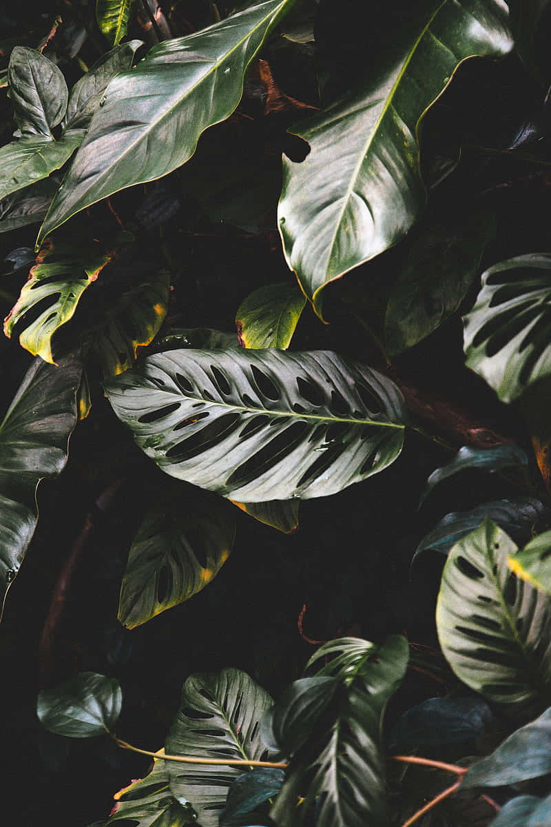 Tropical Leaves Desktop Wallpaper