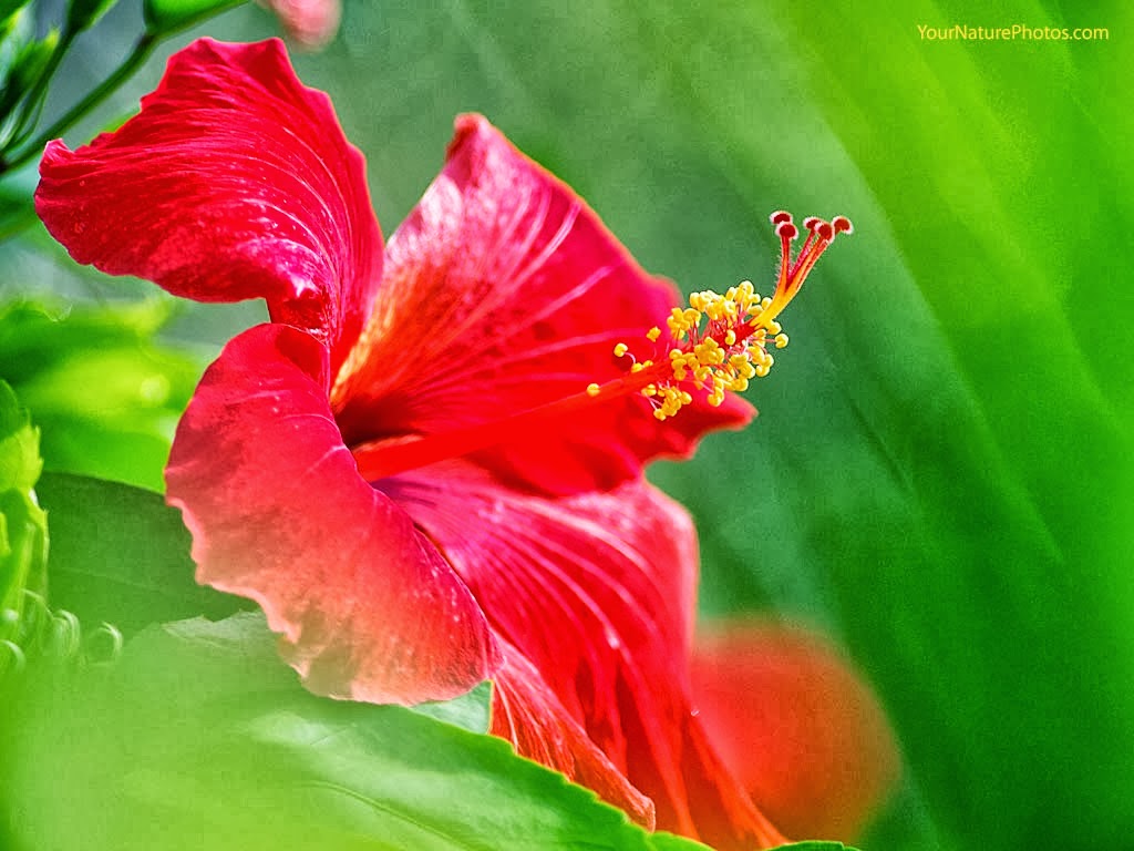 Hibiscus Flowers HD Wallpaper
