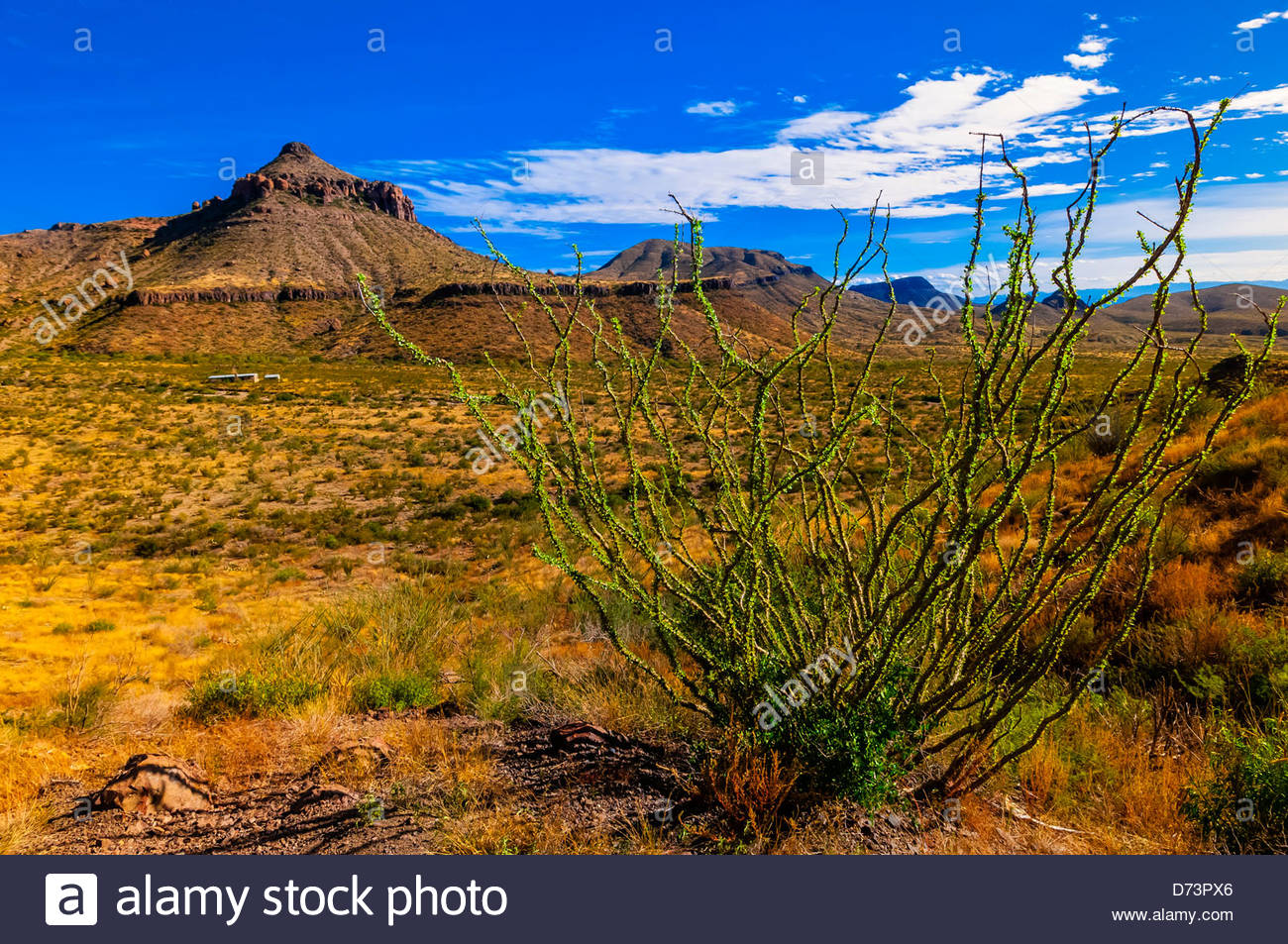 Ocotillos Homer Wilson Ranch In Background Chihuahuan Desert