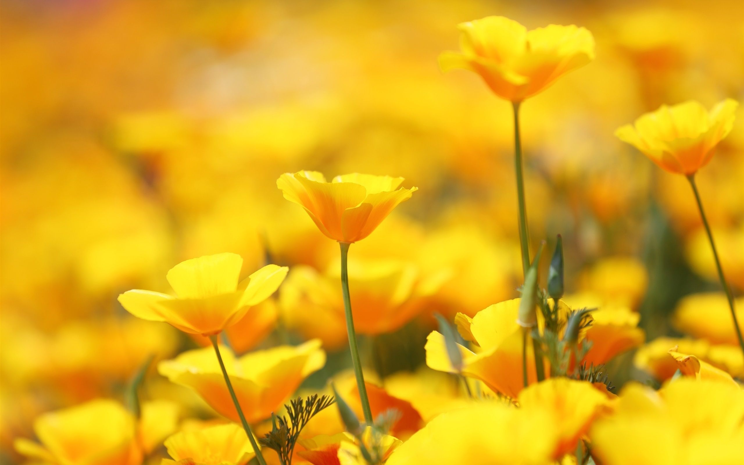 Beautiful Yellow Flowers Wallpaper HD Desktop