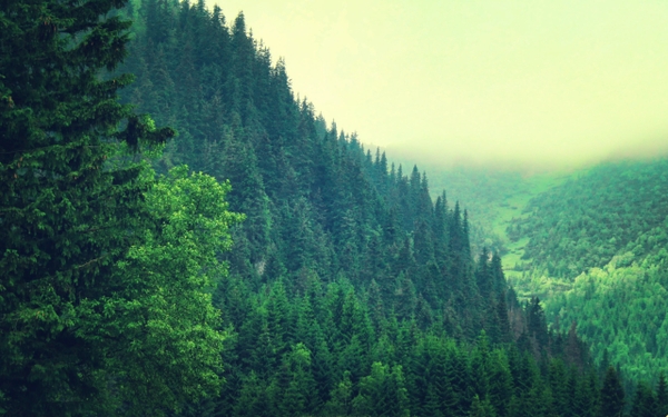 Trees Forests Hills Pine Wallpaper Desktop