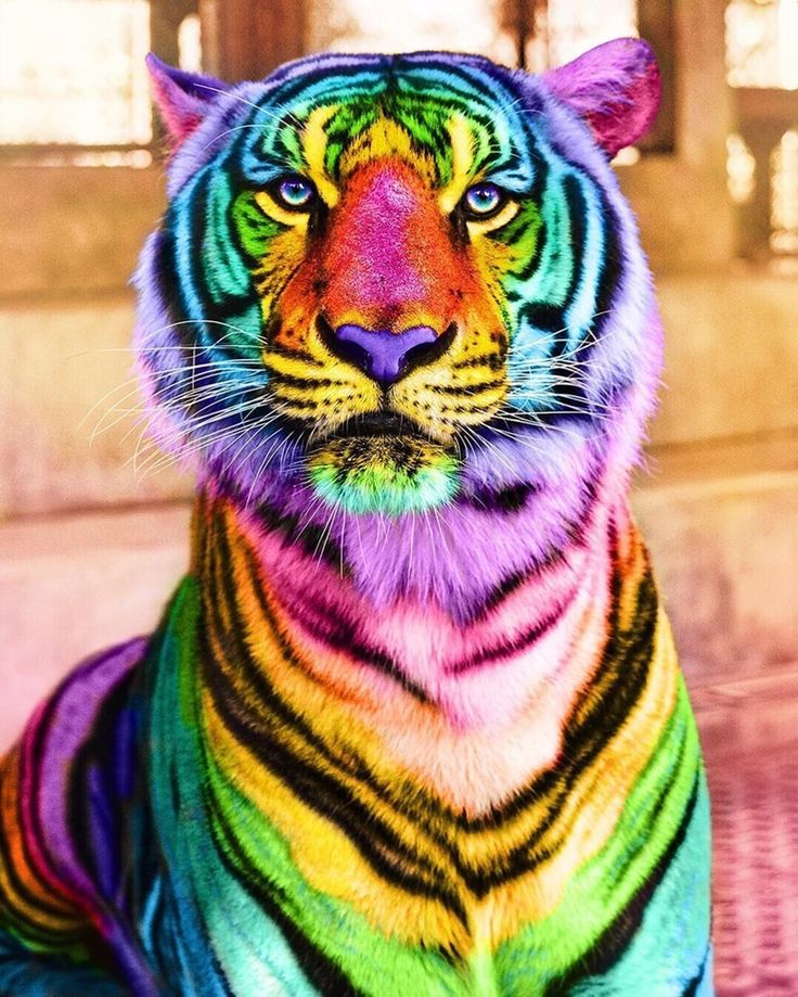 Download Neon Animal Rainbow Lion Side Profile Wallpaper  Wallpaperscom