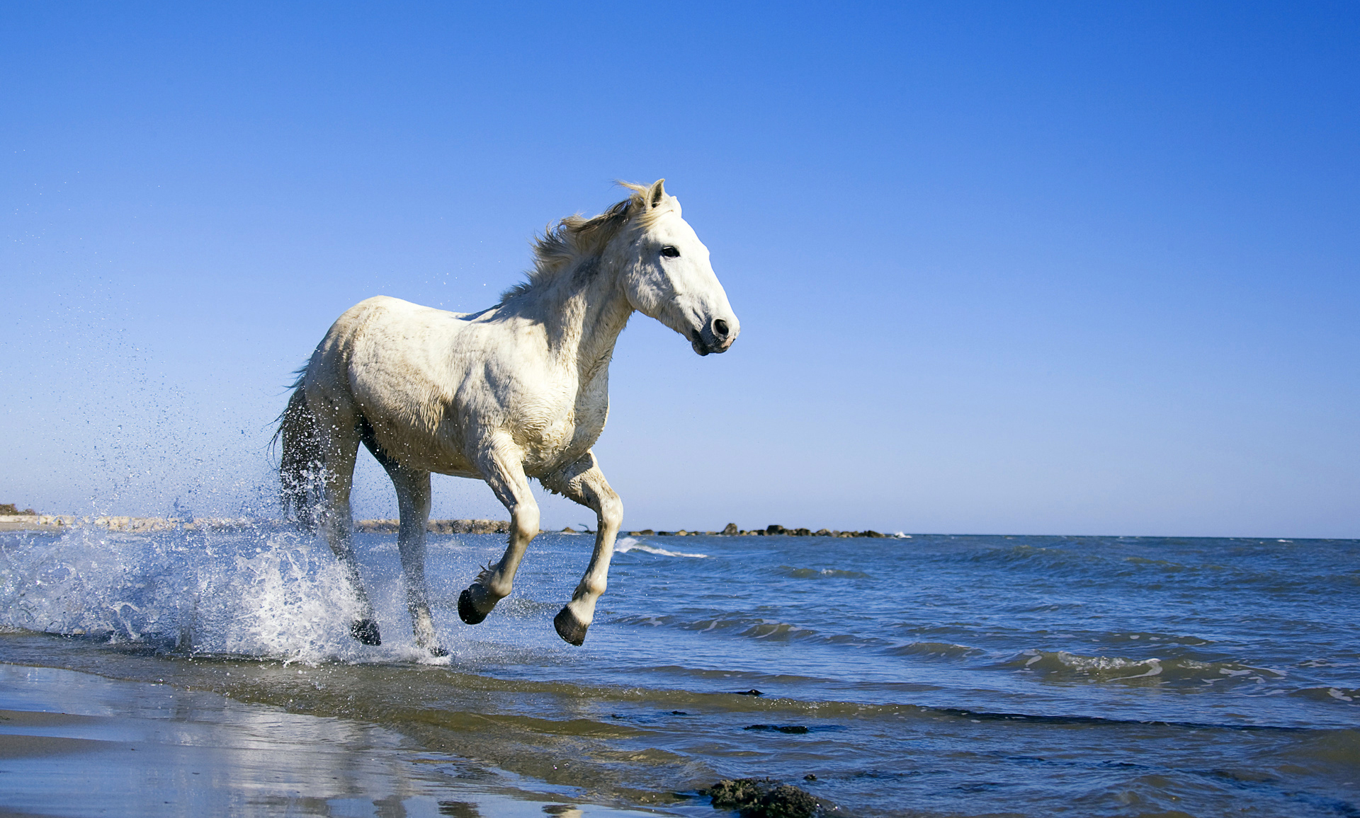Free download Camargue Horse Running on Beach Full HD Wallpapers Points  [1920x1156] for your Desktop, Mobile & Tablet | Explore 44+ Horses on Beach  Wallpaper | Horses Wallpapers, Wallpaper Horses, On The Beach Wallpaper