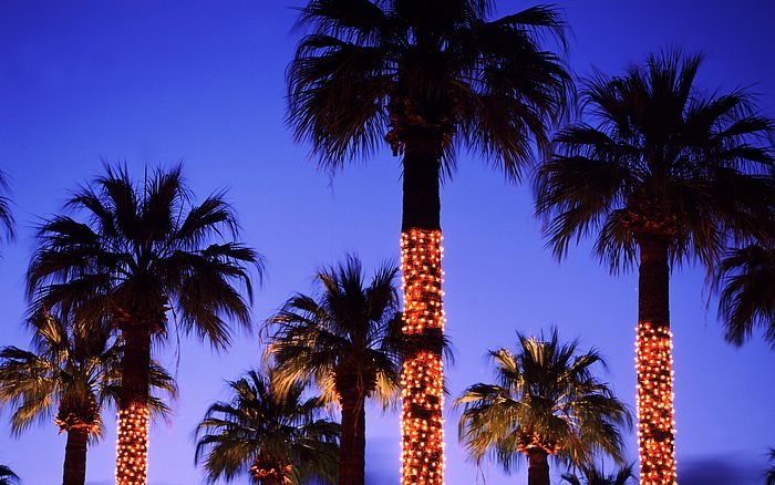 Lights Wallpaper Palm Trees Decorated With Springs