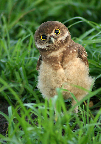 Baby Birdorable Burrowing Owl In Birds Owls
