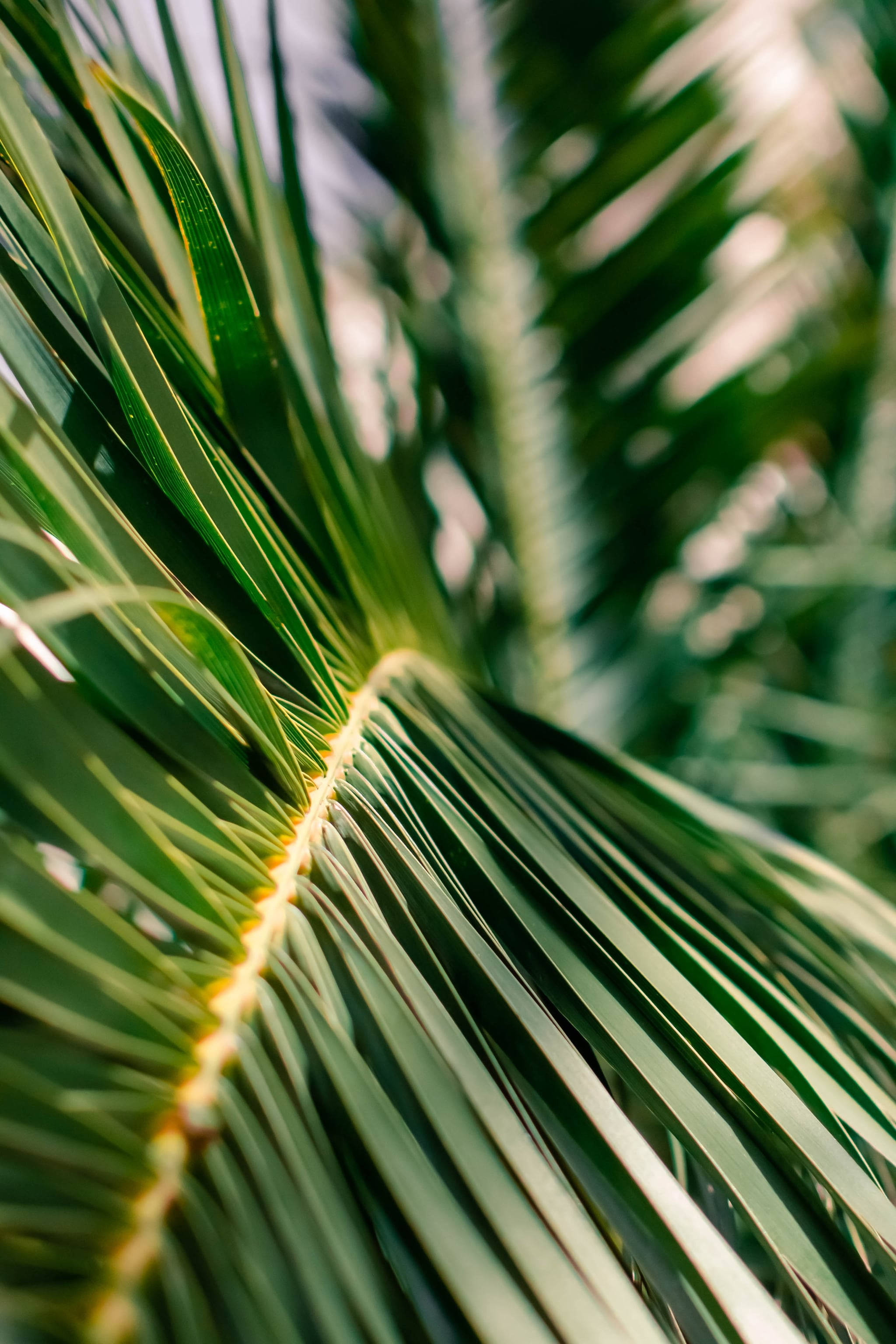 Plant iPhone Wallpaper