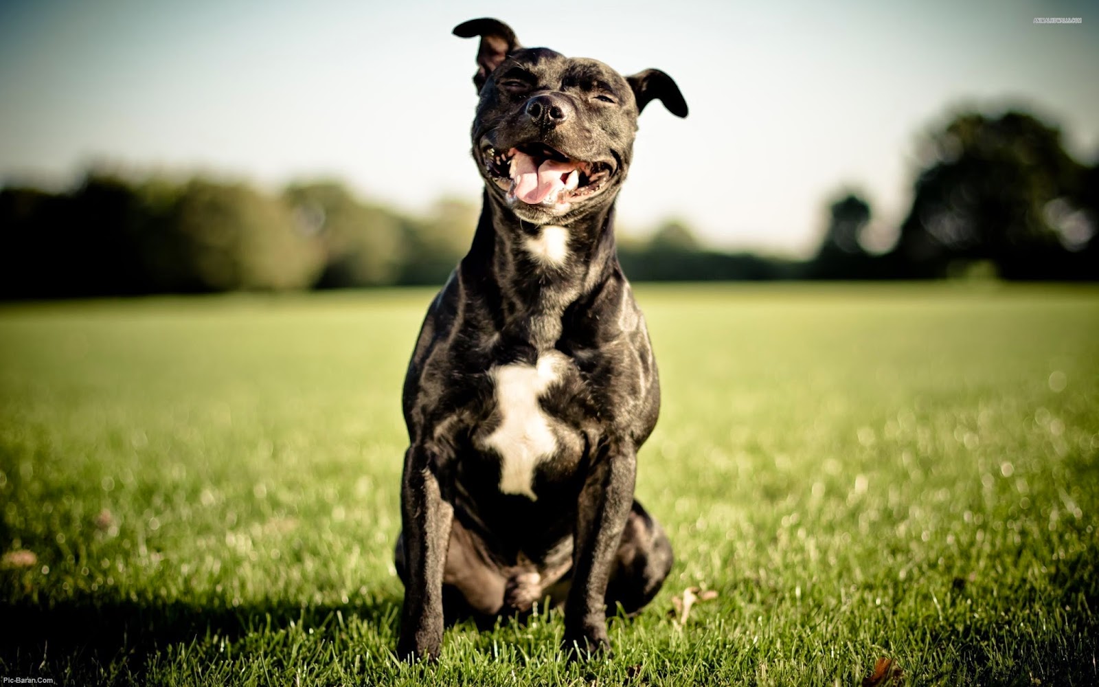 Pit Bull Dogs Wallpaper Staffordshire Terrier