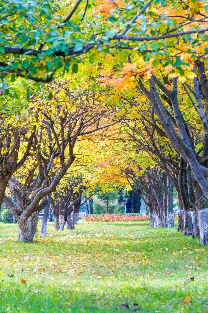 Texture Background Autumn Alley Of Trees Wonderful Time Of