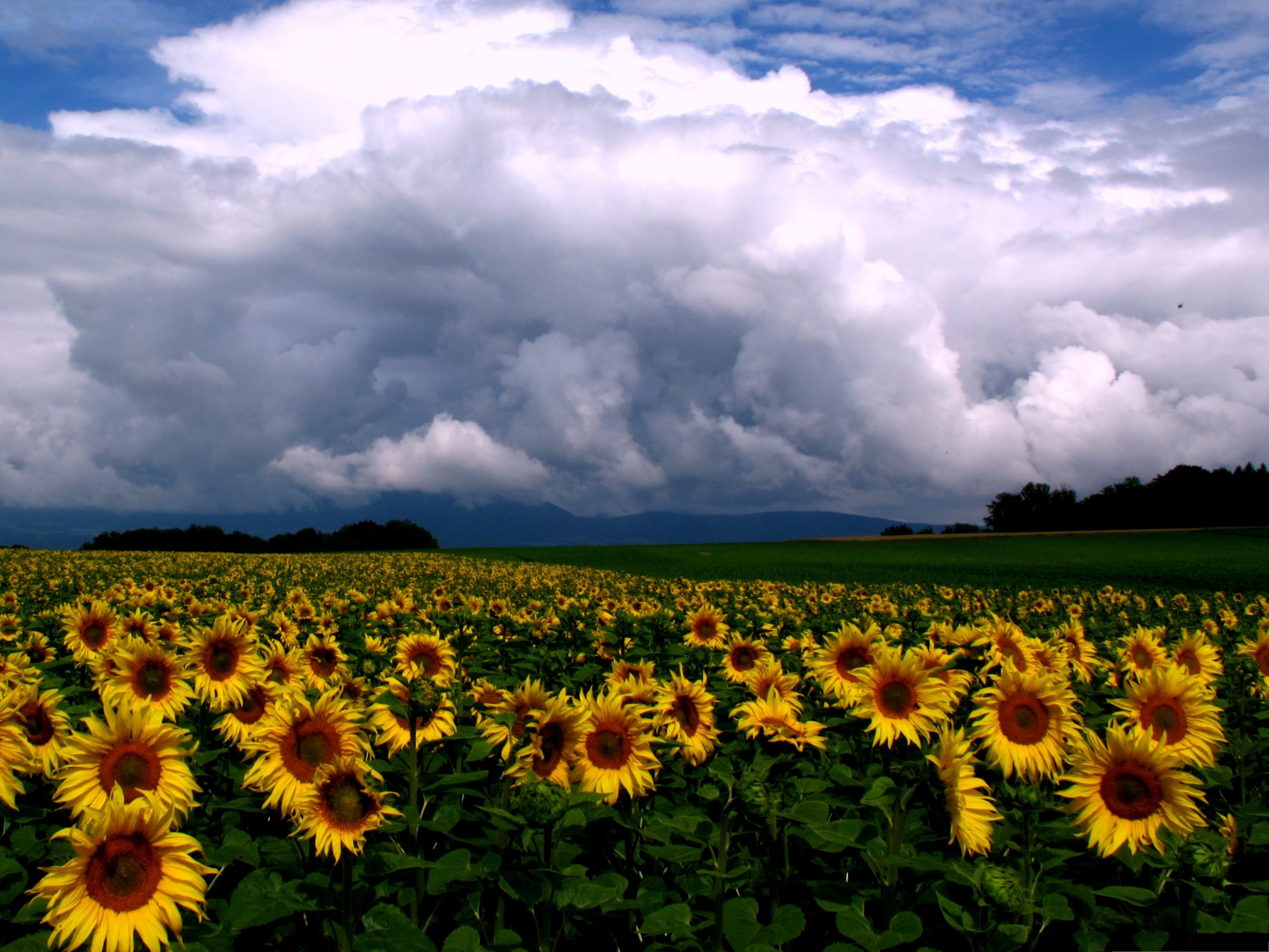Nature Sunflowers Picture Field Under The Blue