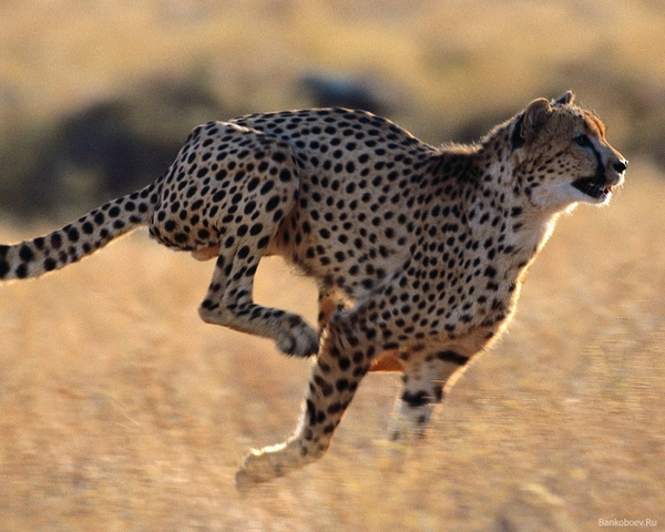 cheetahs feline running 1280x1024 wallpaper running Wallpapers