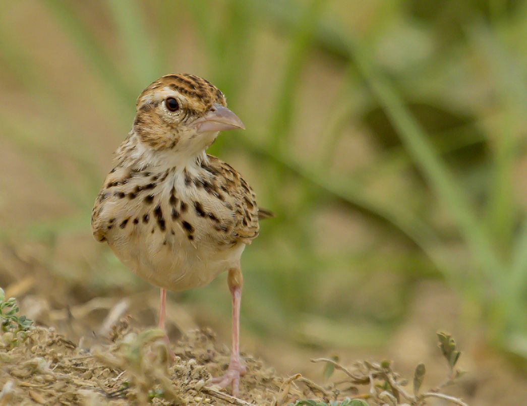 Indian Bush Lark Beautiful Bird Monly Known As Red Winged