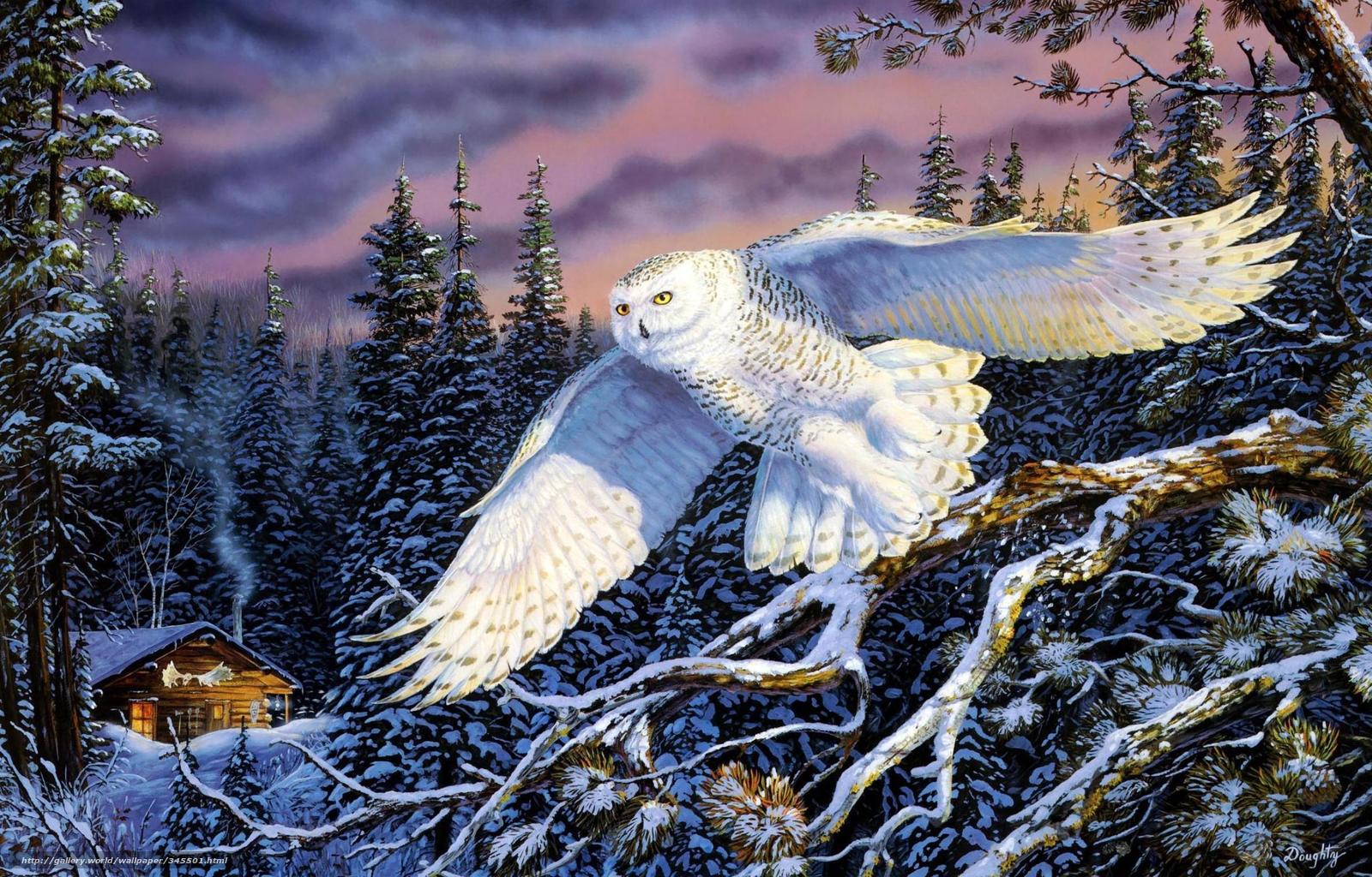 Wallpaper Terry Doughty Owl Flight Winter Desktop