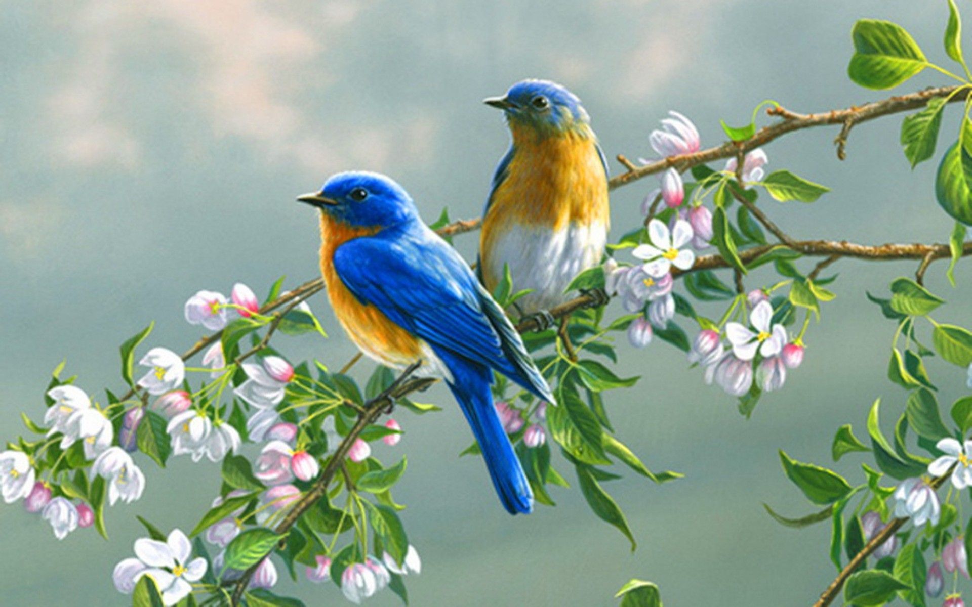 Blue Bird Wallpaper Top Background