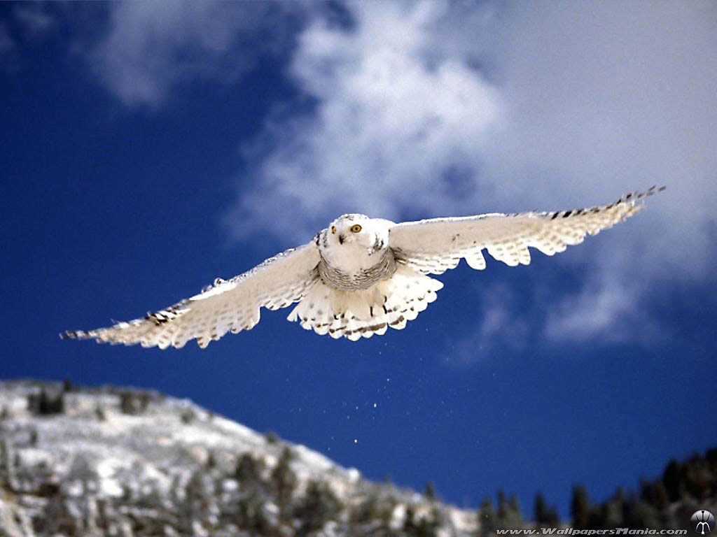 Pictures Soaring Owl Screensavers For Wallpaper