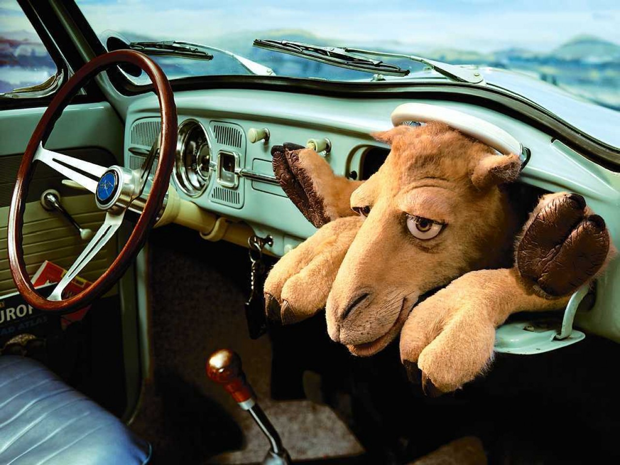 Pics Photos Funny Camel Fitted In Car Wallpaper