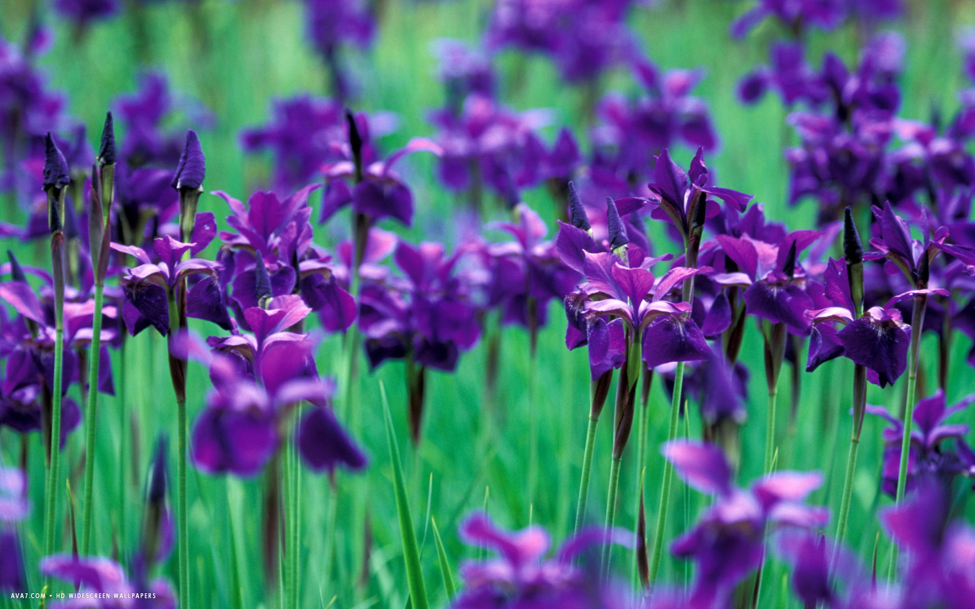 Iris Flower HD Widescreen Wallpaper Flowers Background