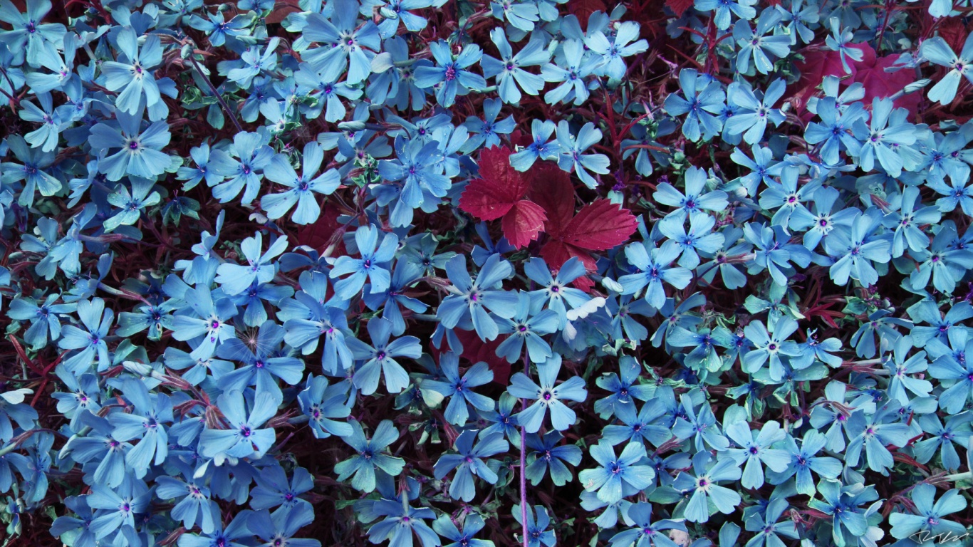 Blue flowers wallpaper Wallpaper Wide HD