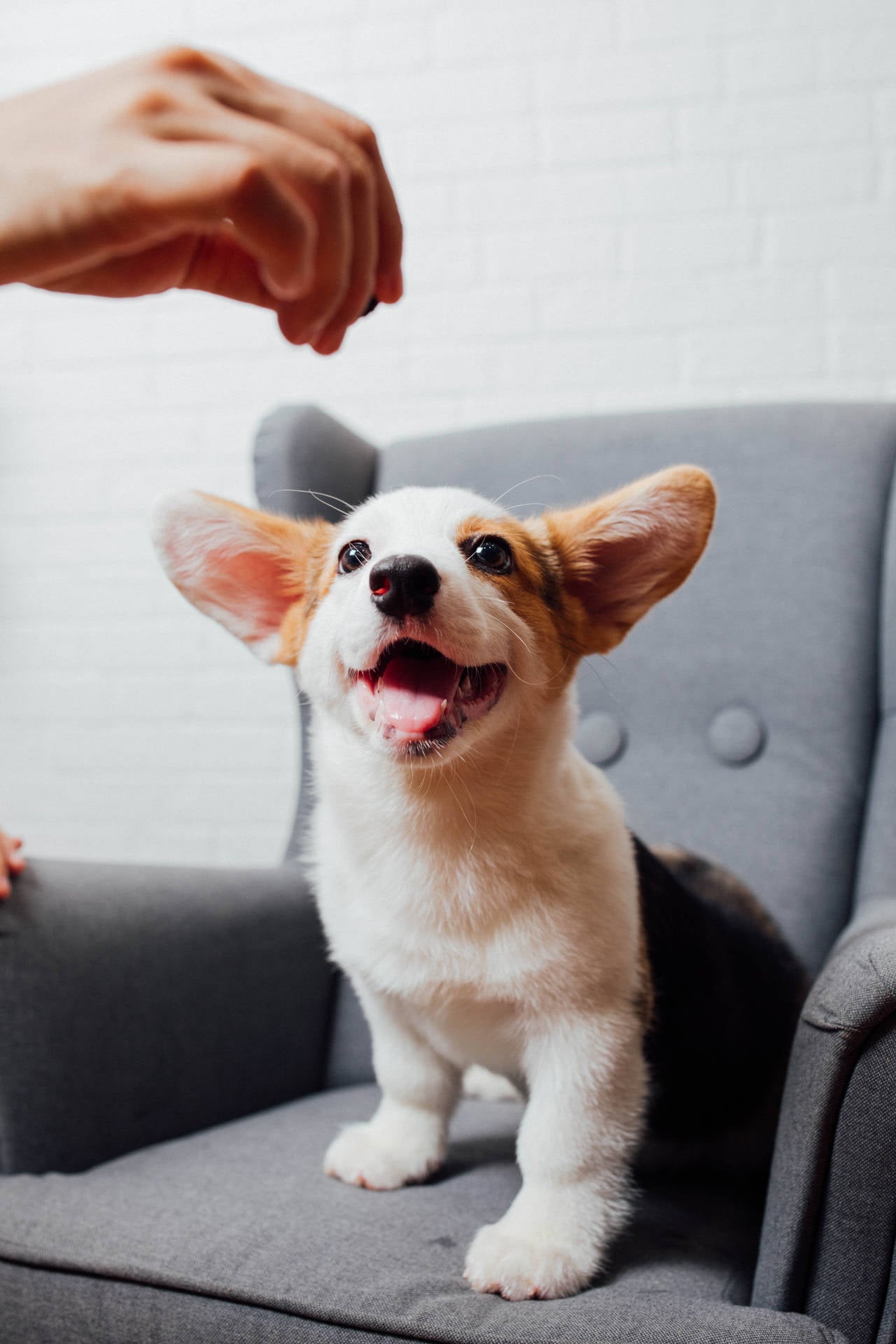Top Corgi Wallpaper Full HD 4k To Use