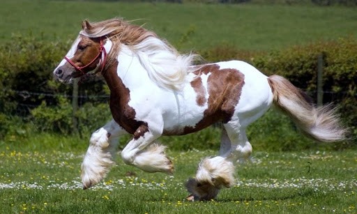 This Application Offer The Best Image Of Horse HD Wallpaper