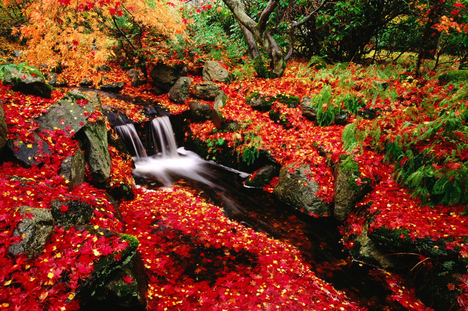 Red Leaves Beautiful Fall Landscapes HD Wallpaper Hq