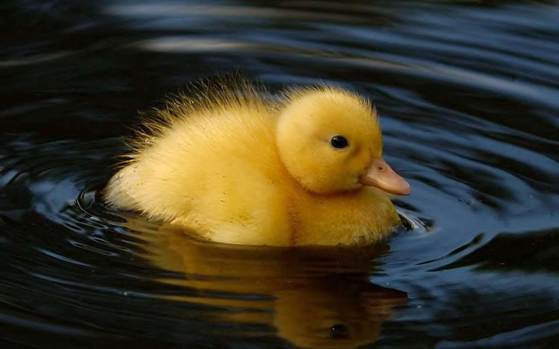 Cute Baby Duck HD Wallpaper Best Desktop Image