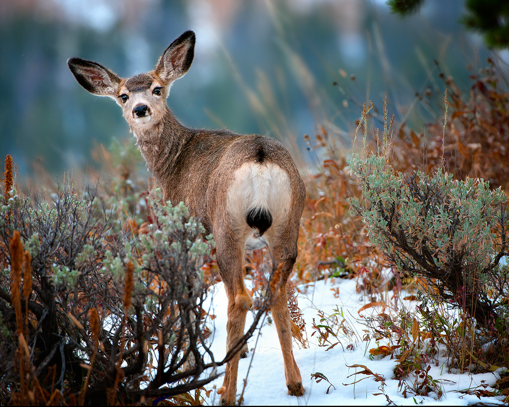 Mule Deer Looking Back At Ya Fine Art Nature Photography By Steve