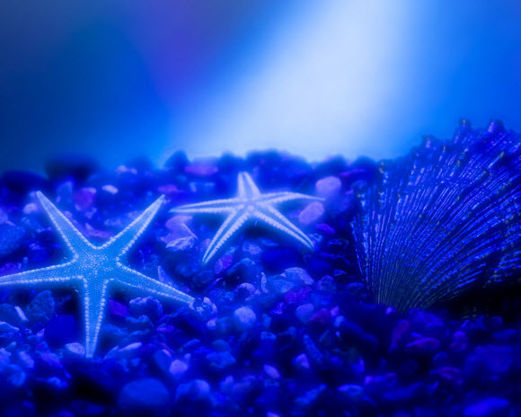 Underwater Wallpaper Pack Star Fish