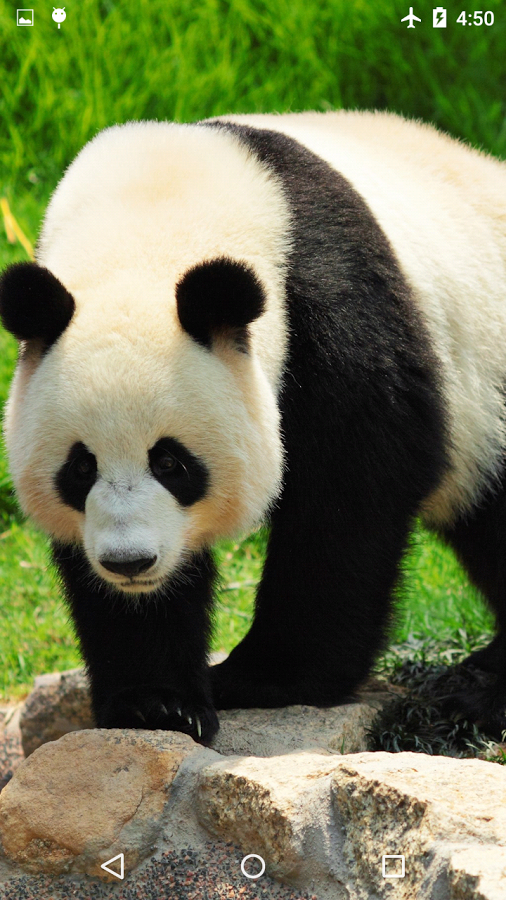 Giant Panda Live Wallpaper   Android Apps on Google Play