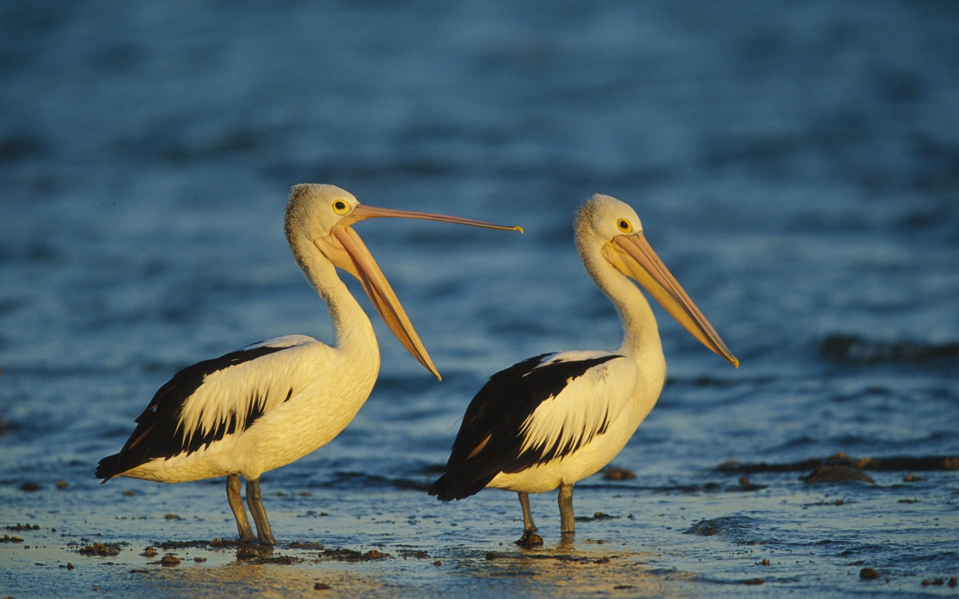 Animal Pelican HD Wallpaper