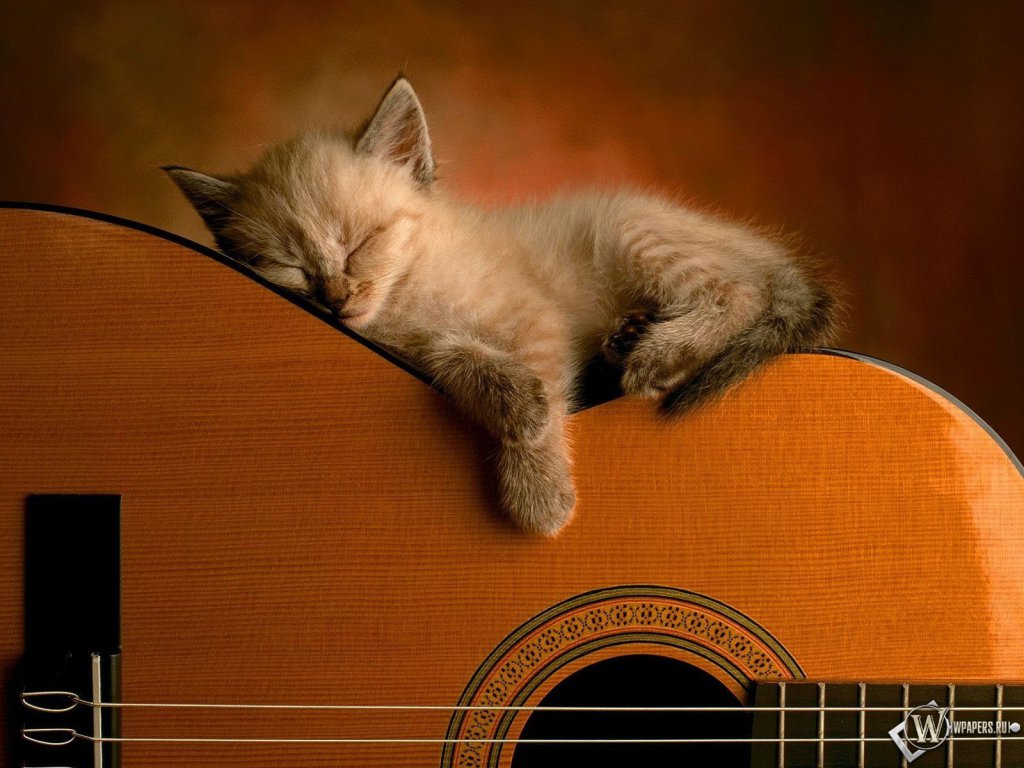 Kitty Guitar Wallpaper High Resolution