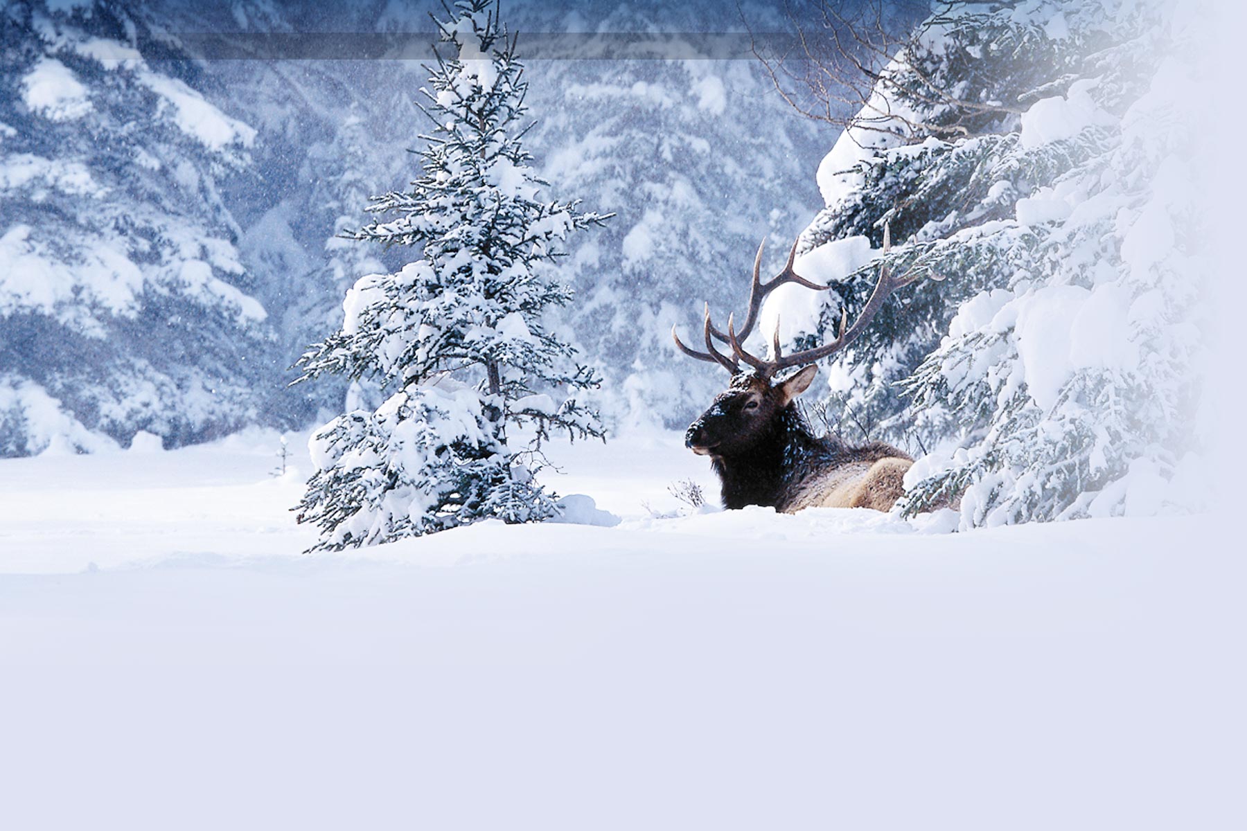 Alberta Winter iPad HD Wallpaper Nature