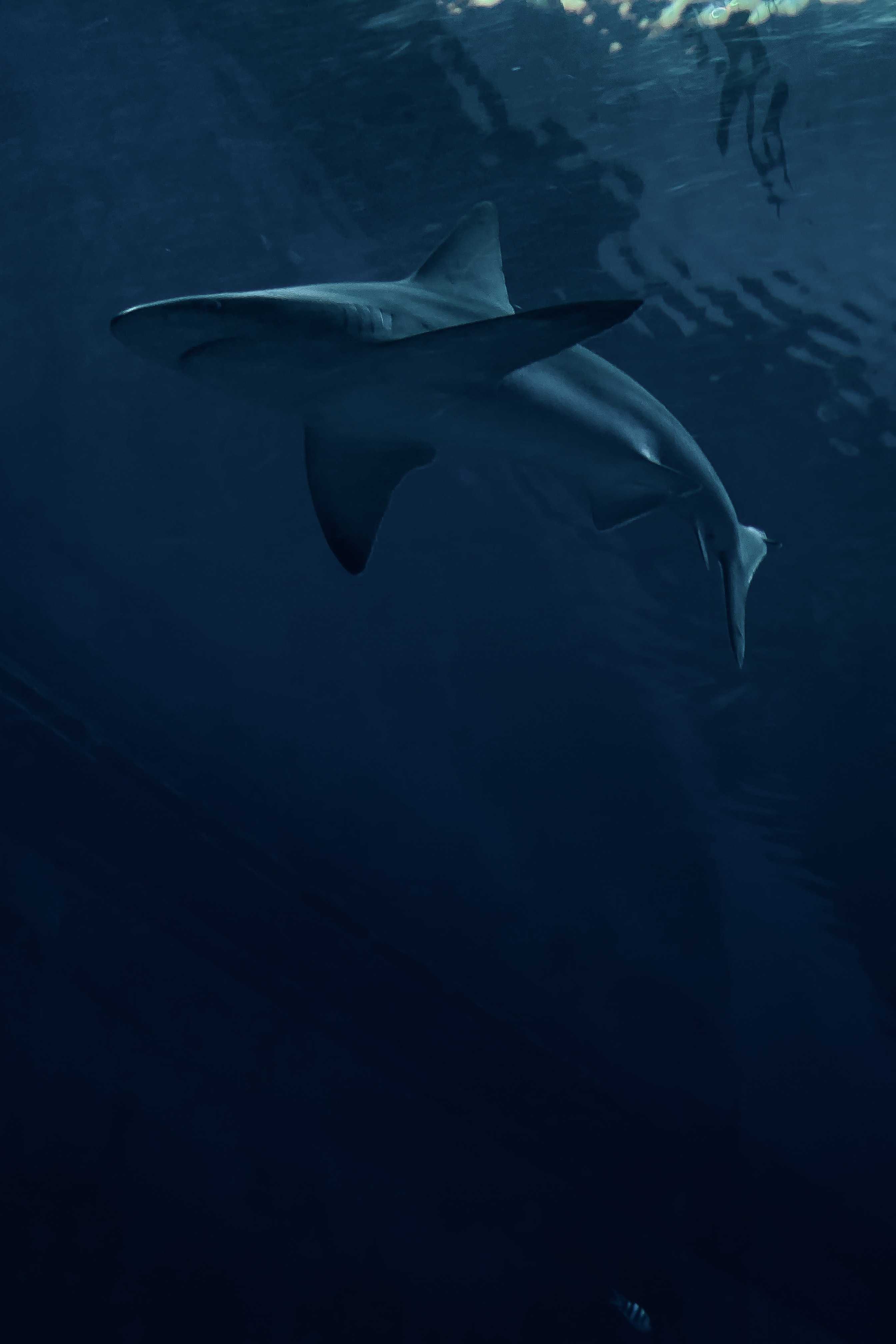 Shark Wallpaper iPhone