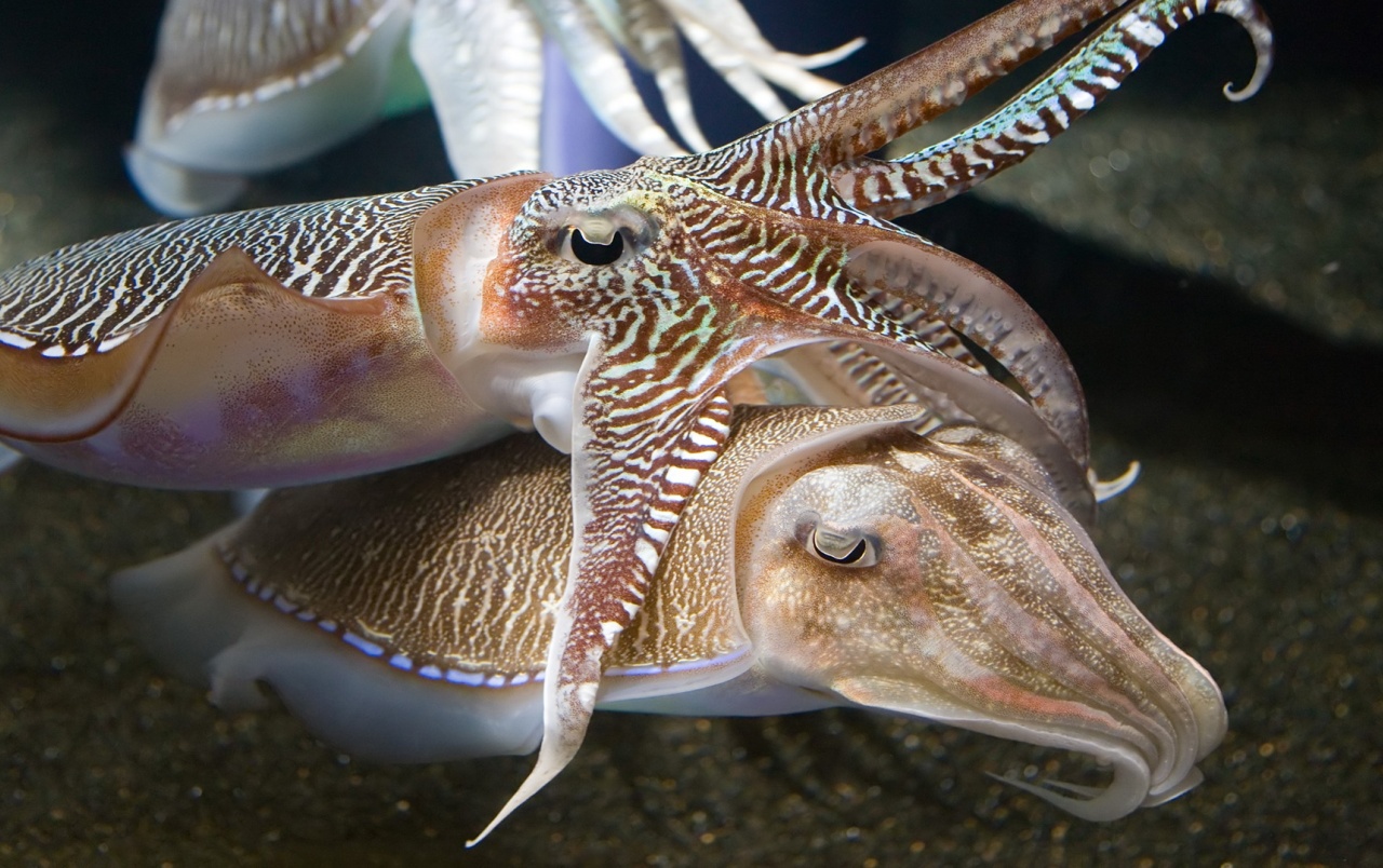 Cuttlefish Wallpaper Stock Photos