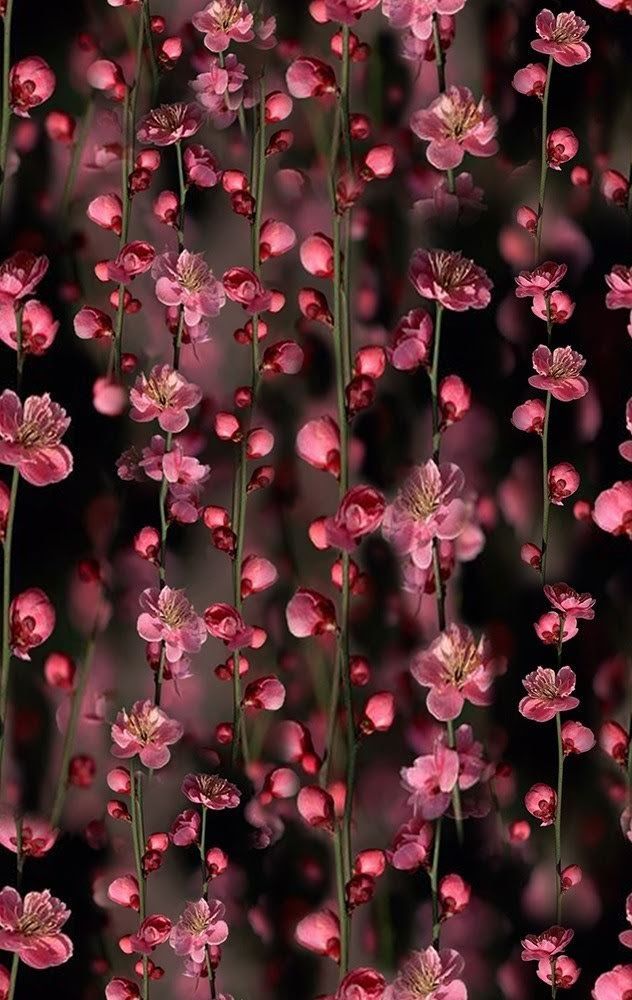 Pink Cherry Blossom Wallpaper