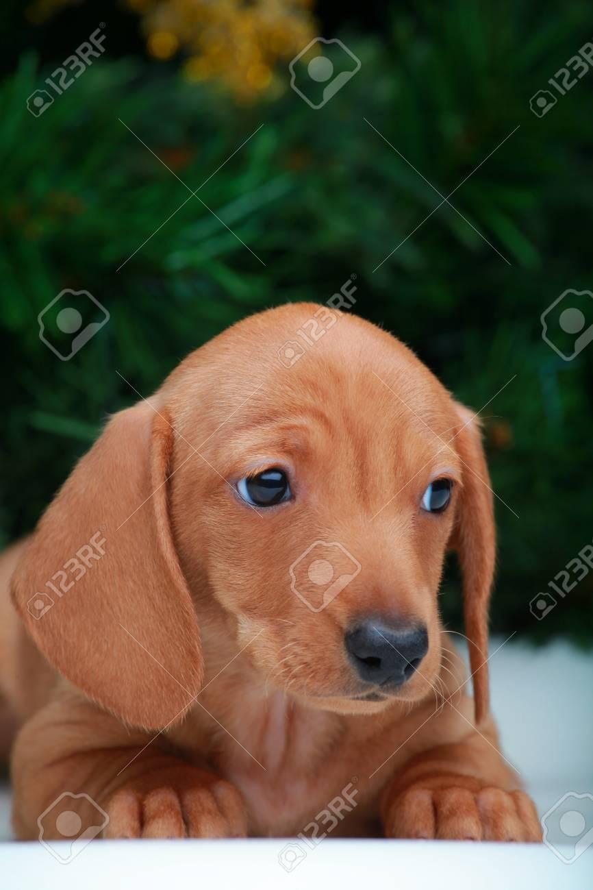 32-new-years-dogs-wallpapers-wallpapersafari