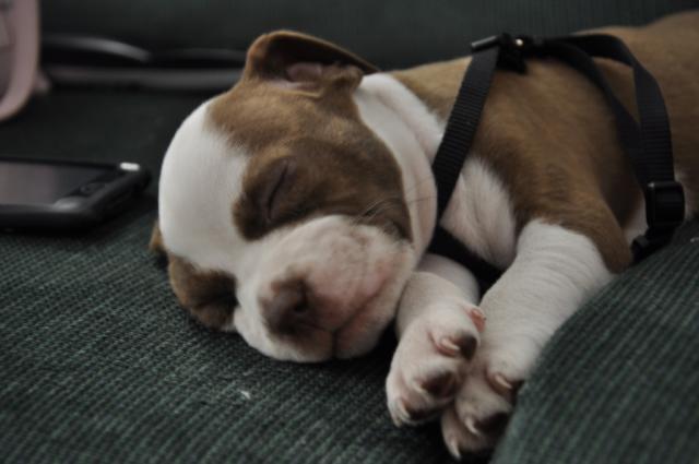 Funny Pitbull Puppy Sleep Pet Wallpaper Cute