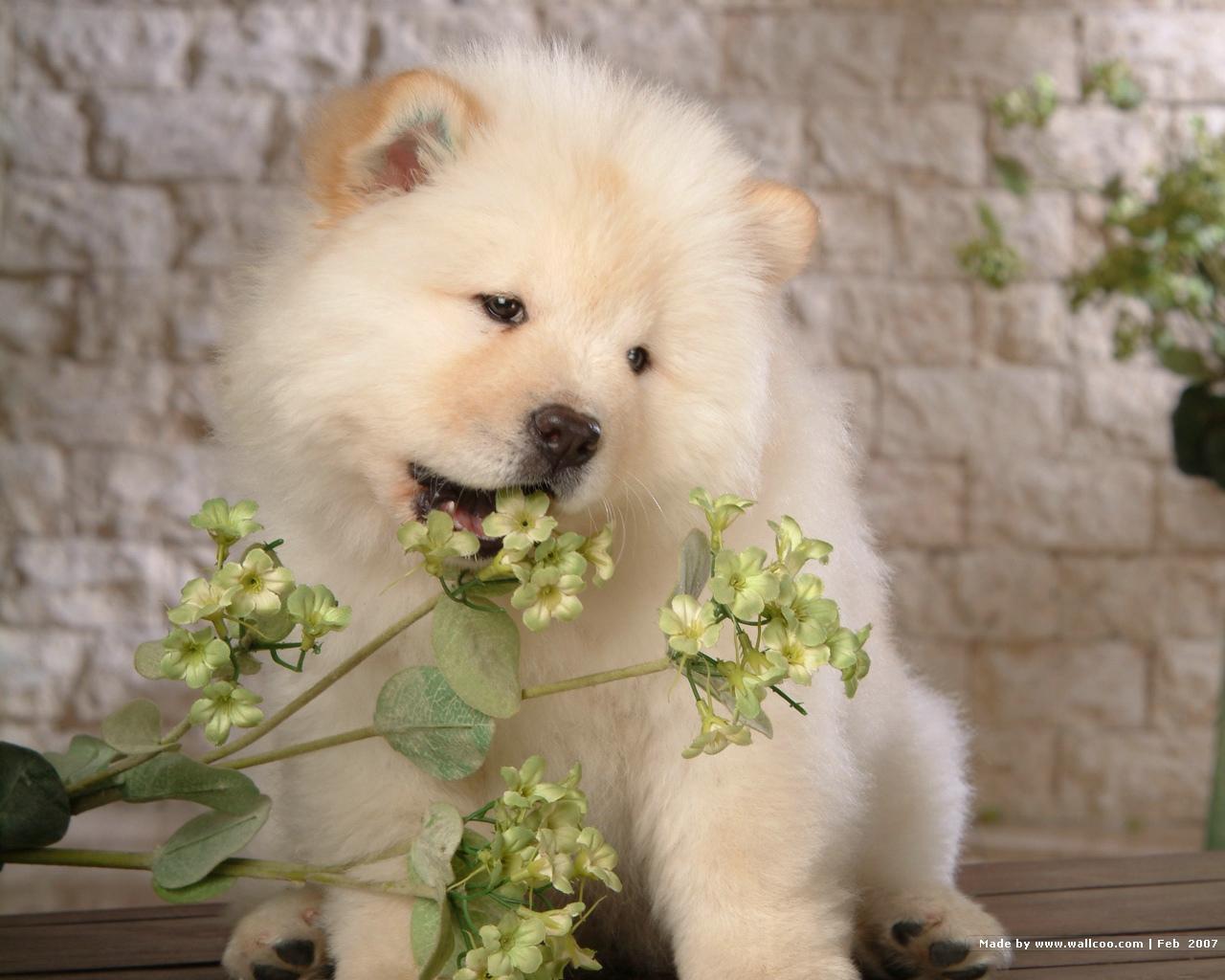 Dogs Image Chow Wallpaper HD And Background Photos