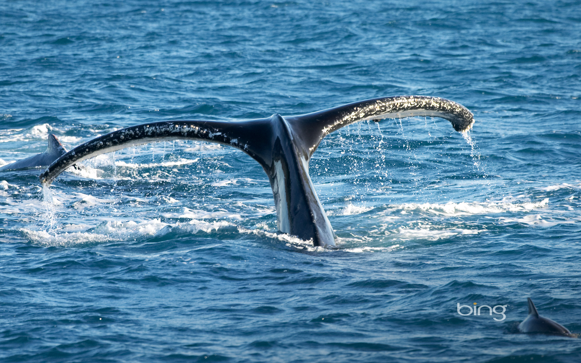 Of Humpback Whale Hervey Bay Queensland Australia Hq Wallpaper